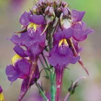 LINARIA TRIORNITHOPHORA seed image