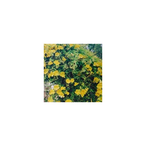 MACFADYENA UNGUIS-CATI seed image