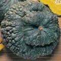SQUASH MARINA DI CHIOGGIA seed image