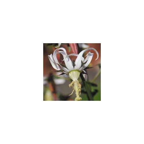 MICHAUXIA TCHIHATCHEFFII seed image