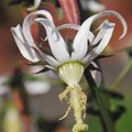 MICHAUXIA TCHIHATCHEFFII seed image