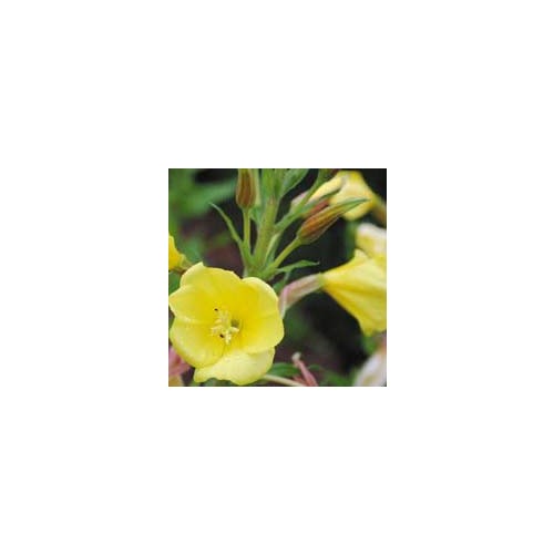 OENOTHERA CALIFORNICA seed image