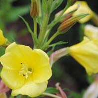 OENOTHERA CALIFORNICA seed image