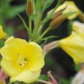 OENOTHERA CALIFORNICA seed image