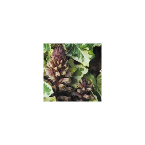 OROBANCHE HEDERAE seed image