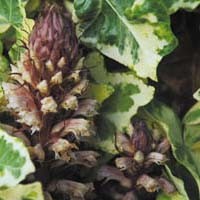 OROBANCHE HEDERAE seed image