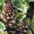 OROBANCHE HEDERAE seed image