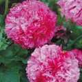 PAPAVER SOMNIFERUM 'PINK CHIFFON' seed image