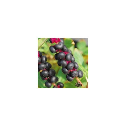 PHYTOLACCA AMERICANA seed image