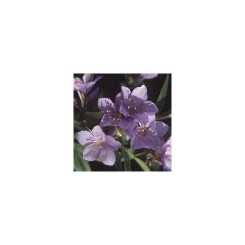 POLEMONIUM PULCHERRIMUM seed image