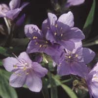 POLEMONIUM PULCHERRIMUM seed image