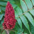 RHUS TYPHINA seed image