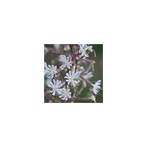 SILENE NUTANS 'CONFETTI' seed image