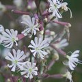 SILENE NUTANS 'CONFETTI' seed image