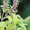 TEUCRIUM VISCIDUM 'LEMON AND LIME' seed image