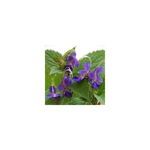 TRICHOSTEMA BLUE BONNETS seed image
