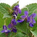 TRICHOSTEMA BLUE BONNETS seed image