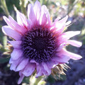 BERKHEYA PURPUREA seed image