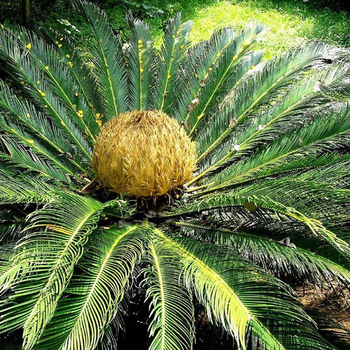 CYCAS PECTINATA seed image