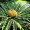 CYCAS PECTINATA seed image