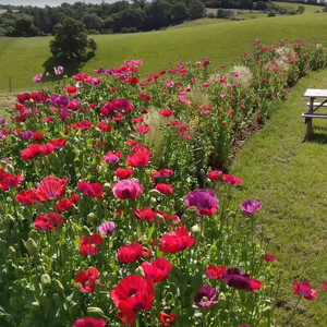 PAPAVER SOMNIFERUM SUMMER BLAZE 20 X PACKET seed image