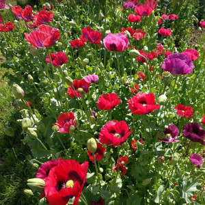 PAPAVER SOMNIFERUM SUMMER BLAZE seed image