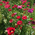 PAPAVER SOMNIFERUM SUMMER BLAZE seed image