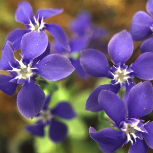 GENTIANA VERNA seed image