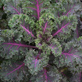KALE BORECOLE 'MIDNIGHT SUN' seed image