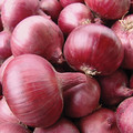 ONION KARMEN seed image