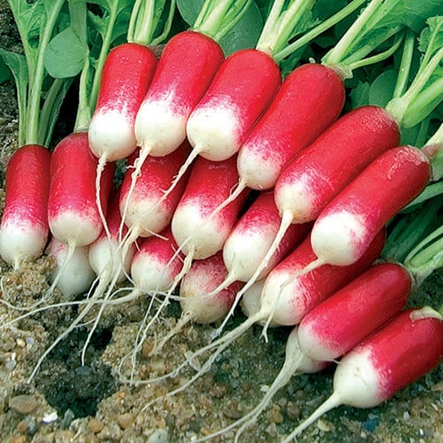 RADISH LOGO F1 seed image
