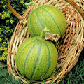 MELON OGEN seed image