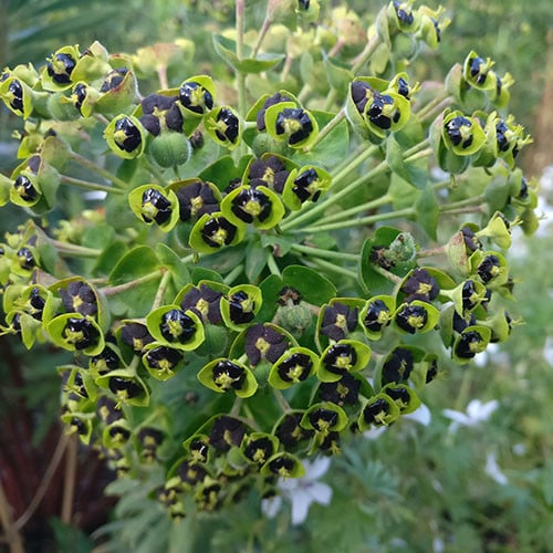 EUPHORBIA CHARACIAS 'DWARF BLACK PEARL' seed image