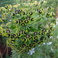 EUPHORBIA CHARACIAS 'DWARF BLACK PEARL' seed image
