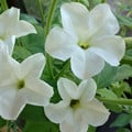 PETUNIA AXILLARIS seed image