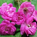 ROSA CHINENSIS 'ANGEL WINGS' seed image