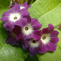 PRIMULA ALPICOLA VIOLACEA seed image