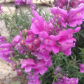 ANTIRRHINUM MAJUS ssp TORTUOSUM seed image