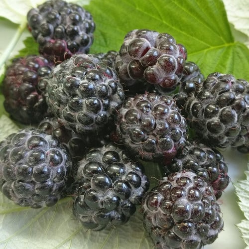 Jewel Black Raspberry Plant