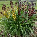 ERYSIMUM 'TWISTERS' seed image