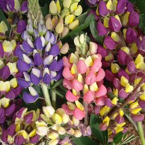 LUPINUS KALEIDOSCOPE COLLECTION seed image