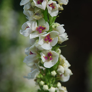 VERBASCUM BLATTARIA ALBA seed image