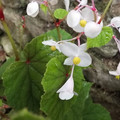 BEGONIA GRANDIS ALBA subsp EVANSIANA seed image