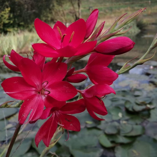 SCHIZOSTYLIS COCCINEA 'LIPSTICK' seed image