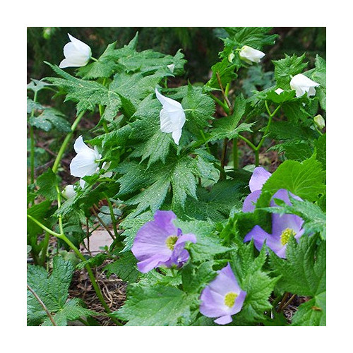 GLAUCIDIUM PALMATUM BLUE/WHITE MIX seed image