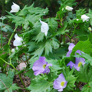 GLAUCIDIUM PALMATUM BLUE/WHITE MIX seed image