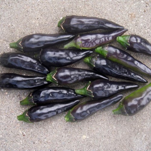 PEPPER BLACK FANGS seed image