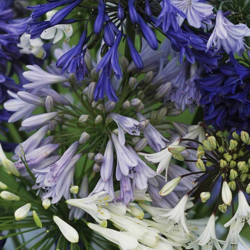 AGAPANTHUS SPECIES MIXED seed image