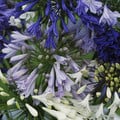 AGAPANTHUS SPECIES MIXED seed image