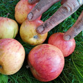 APPLE 'PENN INN PIPPIN' seed image